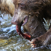 beareat001.jpg